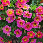 Calibrachoa Chameleon Tart Deco